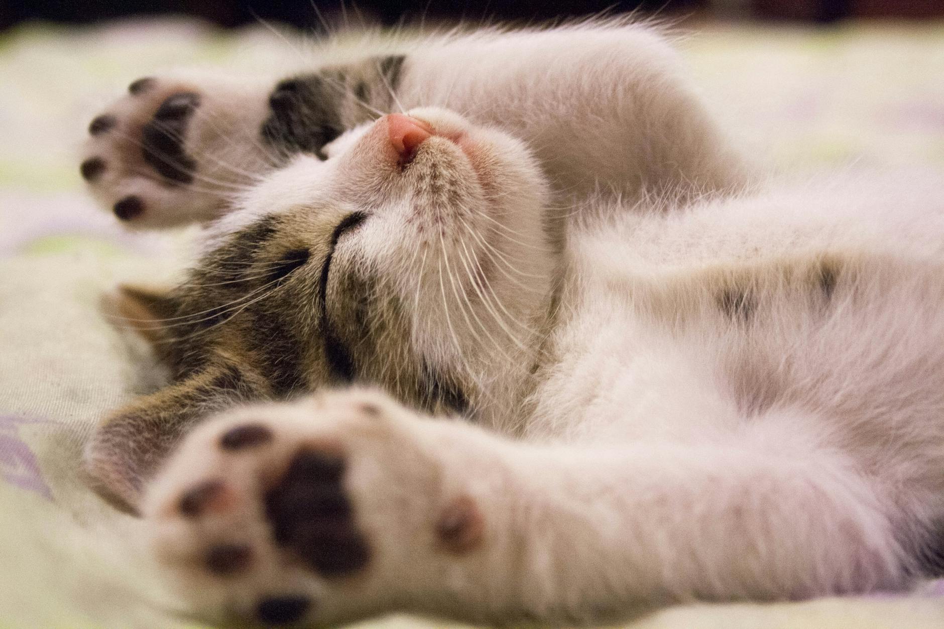 alt="猫とレジン作品で癒しを届けるTarakokirin猫ちゃん"